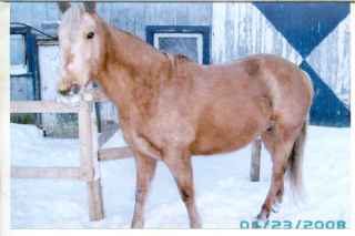 jument quater horse 13 ans palomino