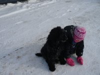 chiots caniche royal  près a partir