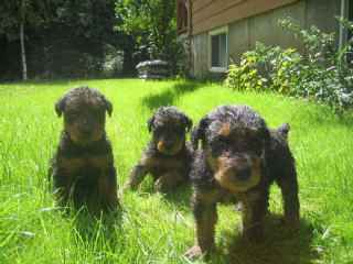 Airedale terrier