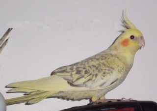 cockatiel jaune perdu