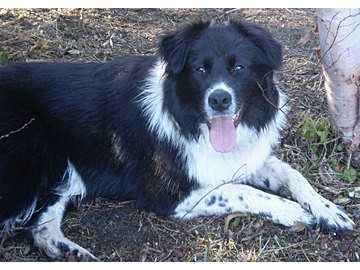 Perdue ma chienne border collie