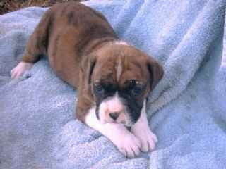 boxer  chiots  males 