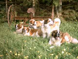 saint bernard  chiots 