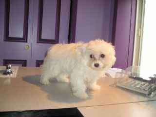 BICHON X POM CHIOT MALE A VENDRE