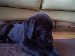 ADORABLE LABRADOR + BOUVIER (LABERNOIS)