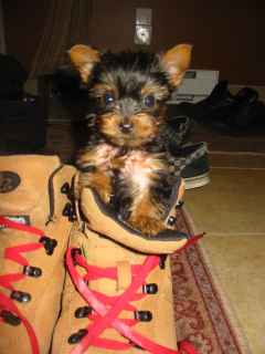 Chiots Yorkshire terrier 