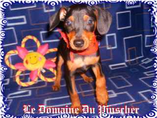 4 Mignons mâles pinscher nains 