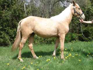 Palomino doré