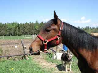 Animaux de ferme