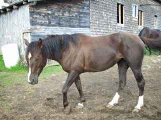 Cheval Quater horse à vendre