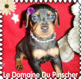 FEMELLE PINSCHER NAIN NOIR & FEU DISP.