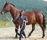 Jument Percheron X Quarter Horse