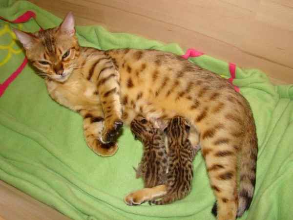 Deux chatons Bengale pour adoption 