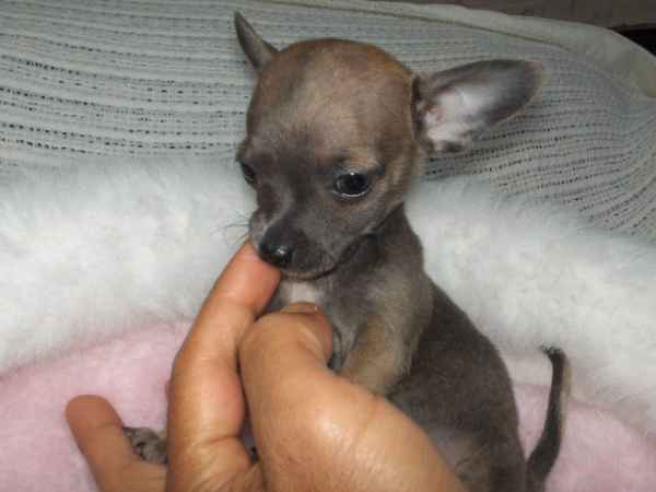 Chiot Chihuahua Poil Court