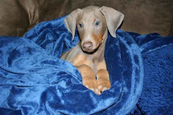 Chiots Doberman Isabella Prets a partir