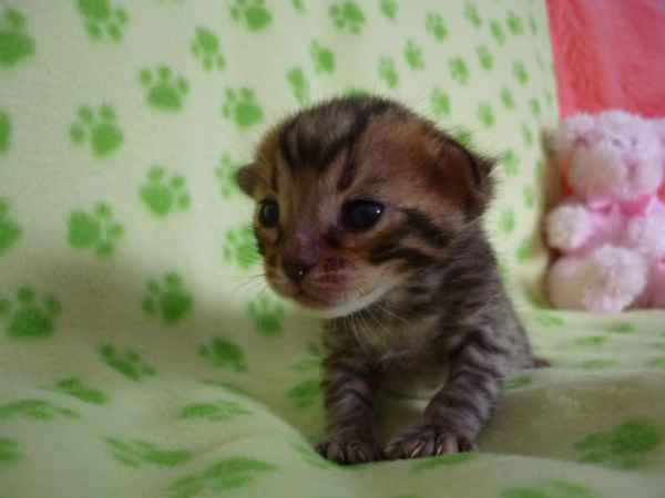 Chatons Bengal