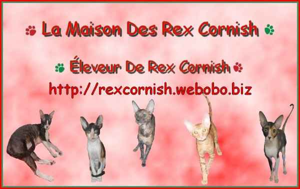 Chatons Rex Cornish