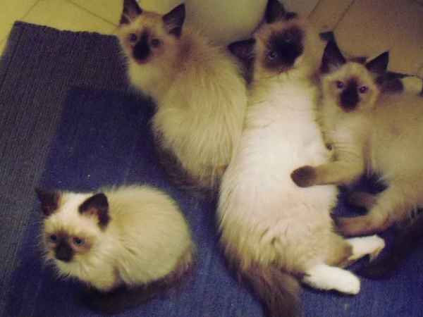 chatons radgolls disponible 