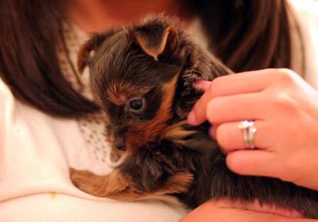 Magnifique Chiot Yorkshire Terrier 