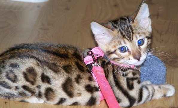 merveilleux chatons bengal a vendre