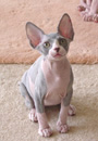  chatons sphynx a vendre