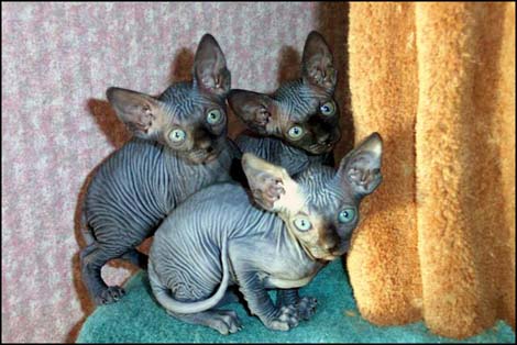 chatons sphynx vacciné en bonne santé 