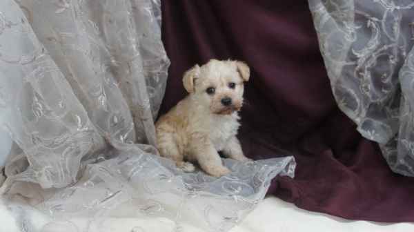 shnauzer croise yorkipoo