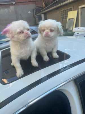 Chiot Pekinois albinos