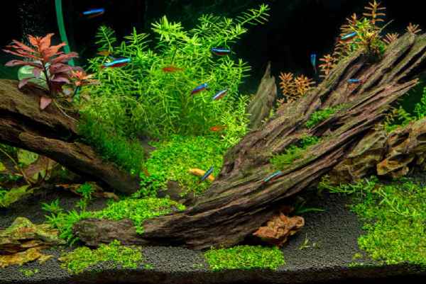 Entretien Aquarium Nettoyage Design etc